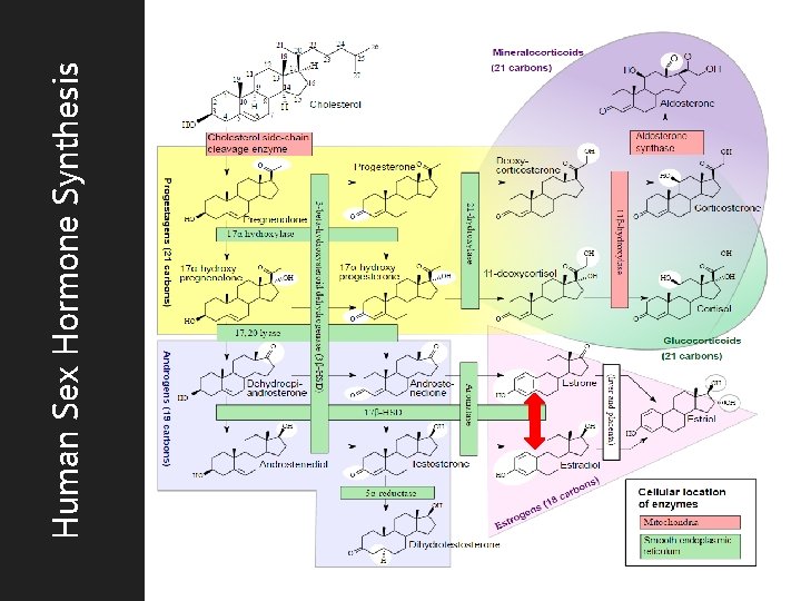 Human Sex Hormone Synthesis 