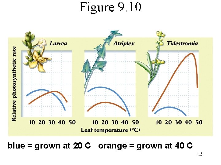 Figure 9. 10 blue = grown at 20 C orange = grown at 40