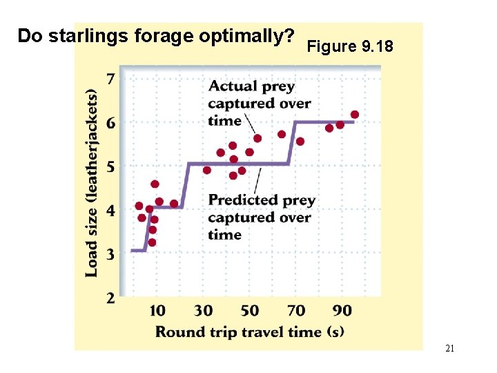 Do starlings forage optimally? Figure 9. 18 21 