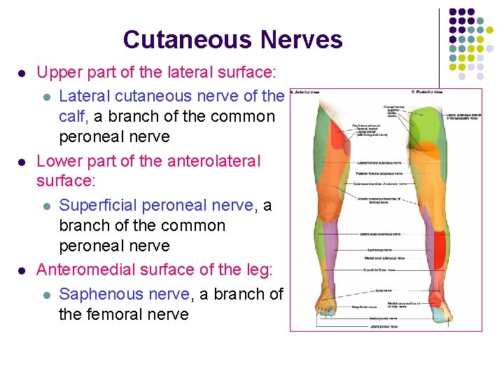 Cutaneous Nerves l l l Upper part of the lateral surface: l Lateral cutaneous
