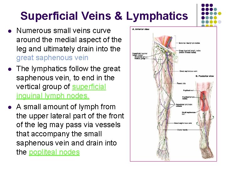 Superficial Veins & Lymphatics l l l Numerous small veins curve around the medial