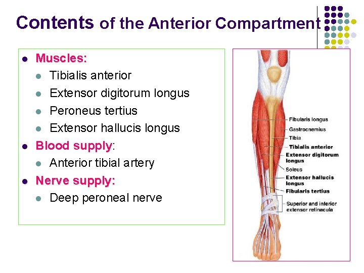 Contents of the Anterior Compartment l l l Muscles: l Tibialis anterior l Extensor