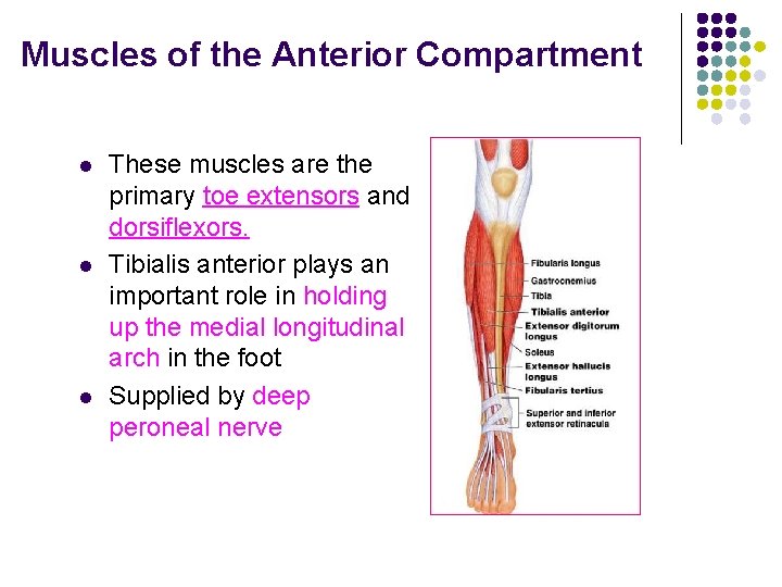 Muscles of the Anterior Compartment l l l These muscles are the primary toe