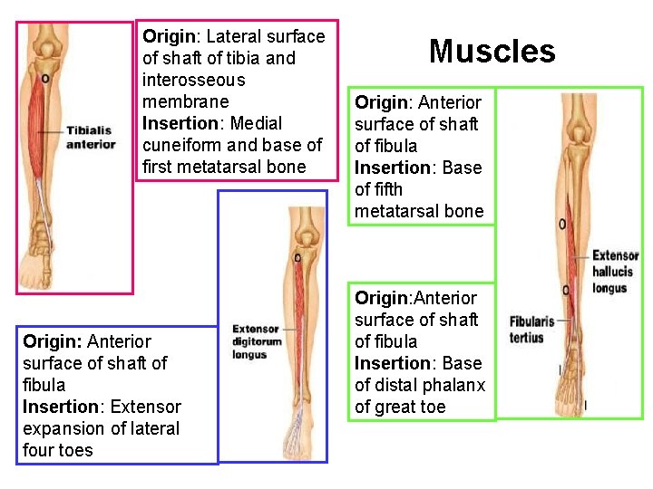 Origin: Lateral surface of shaft of tibia and interosseous membrane Insertion: Medial cuneiform and