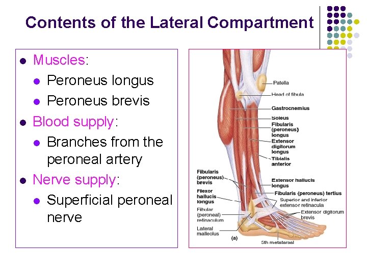 Contents of the Lateral Compartment l l l Muscles: l Peroneus longus l Peroneus