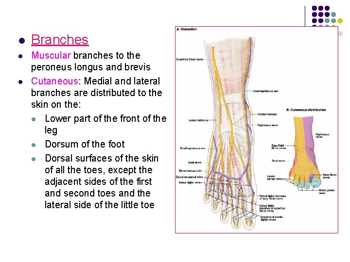 l l l Branches Muscular branches to the peroneus longus and brevis Cutaneous: Medial