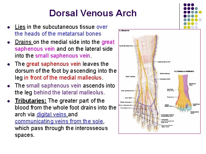 Dorsal Venous Arch l l l Lies in the subcutaneous tissue over the heads