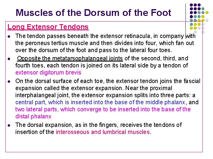 Muscles of the Dorsum of the Foot Long Extensor Tendons l l The tendon