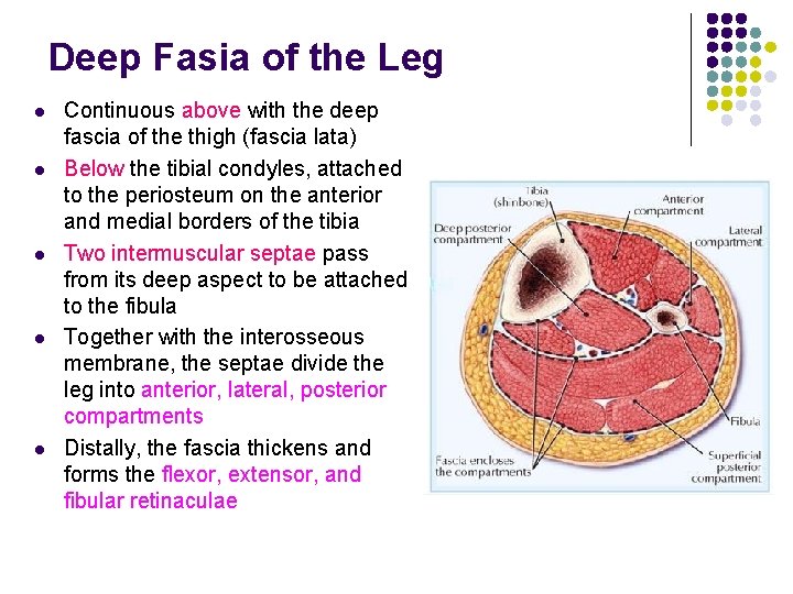 Deep Fasia of the Leg l l l Continuous above with the deep fascia