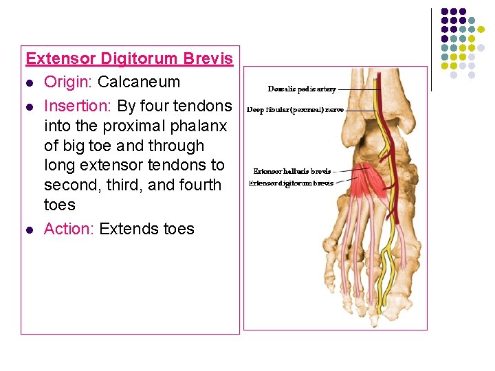 Extensor Digitorum Brevis l Origin: Calcaneum l Insertion: By four tendons into the proximal