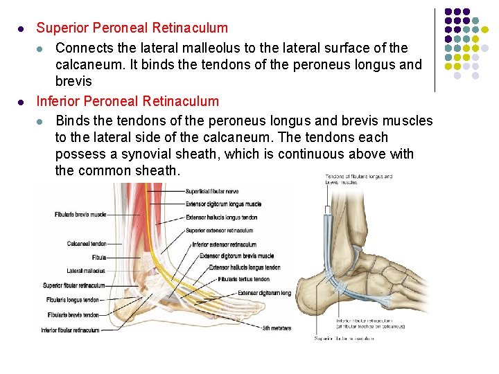 l l Superior Peroneal Retinaculum l Connects the lateral malleolus to the lateral surface