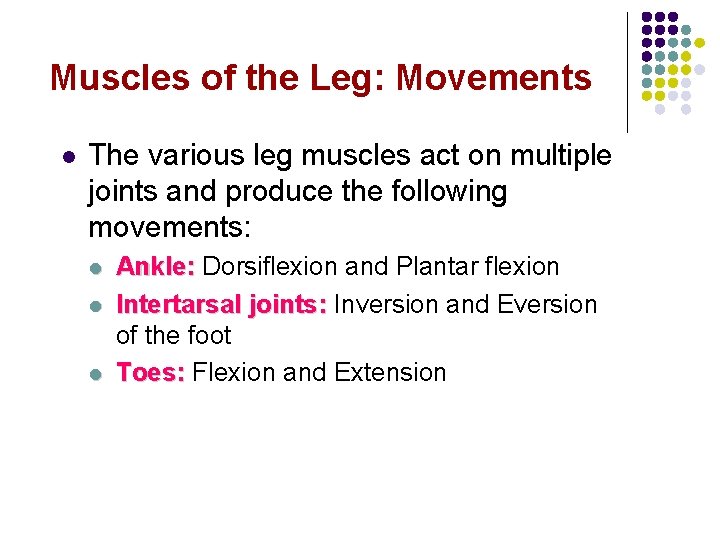 Muscles of the Leg: Movements l The various leg muscles act on multiple joints