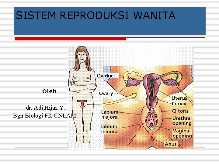 SISTEM REPRODUKSI WANITA Oleh dr. Adi Hijaz Y. Bgn Biologi FK UNLAM 