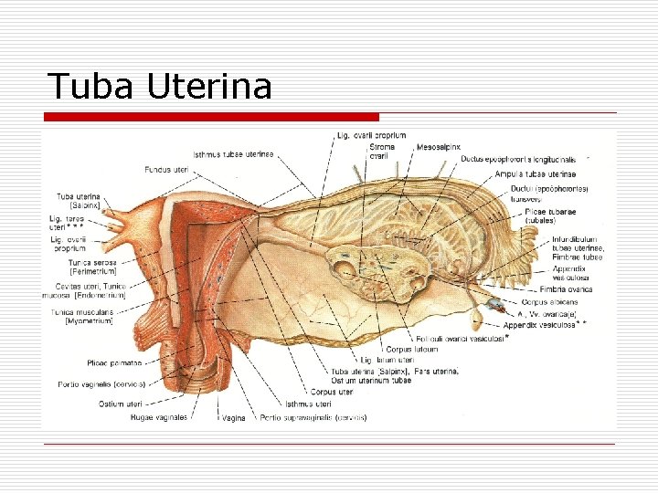 Tuba Uterina 