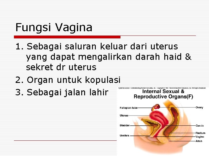 Fungsi Vagina 1. Sebagai saluran keluar dari uterus yang dapat mengalirkan darah haid &