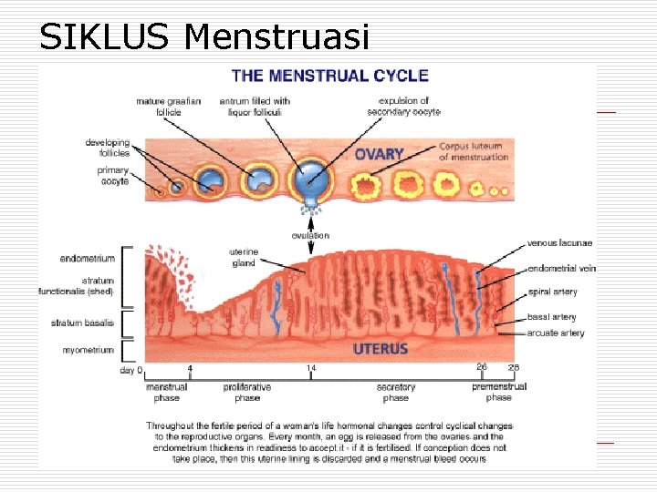 SIKLUS Menstruasi 