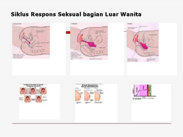 Siklus Respons Seksual bagian Luar Wanita 