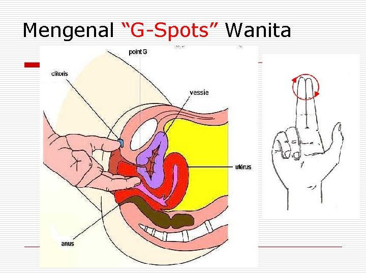 Mengenal “G-Spots” Wanita 