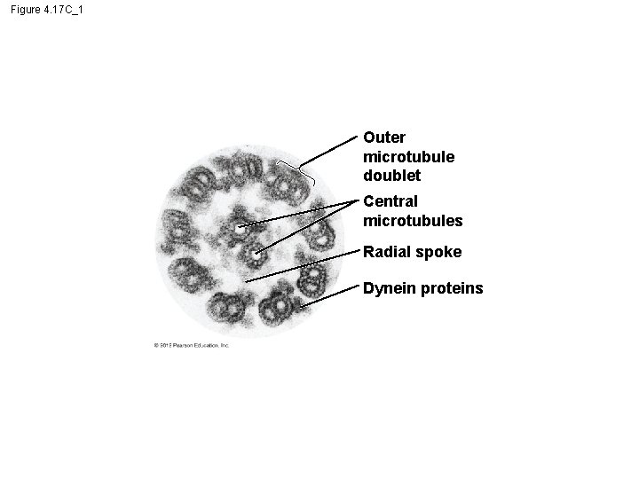 Figure 4. 17 C_1 Outer microtubule doublet Central microtubules Radial spoke Dynein proteins 