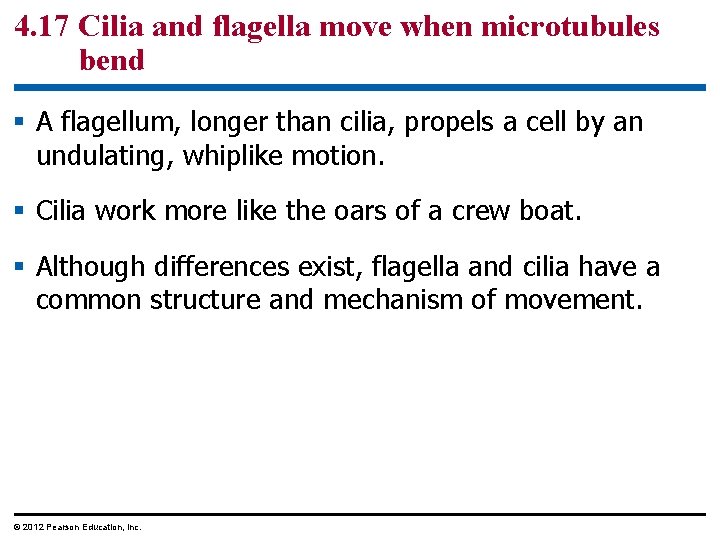 4. 17 Cilia and flagella move when microtubules bend § A flagellum, longer than