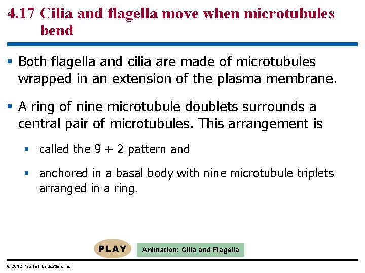 4. 17 Cilia and flagella move when microtubules bend § Both flagella and cilia