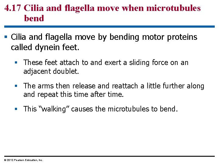 4. 17 Cilia and flagella move when microtubules bend § Cilia and flagella move