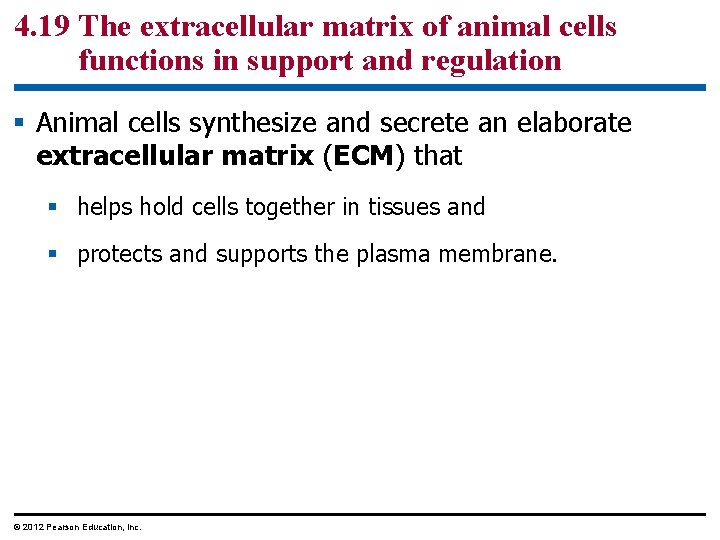 4. 19 The extracellular matrix of animal cells functions in support and regulation §