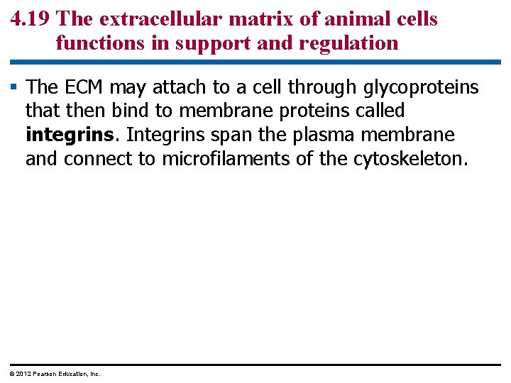 4. 19 The extracellular matrix of animal cells functions in support and regulation §