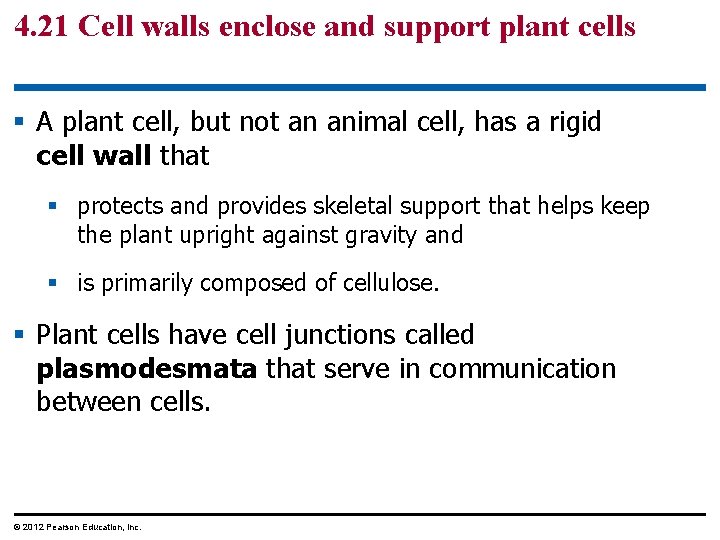 4. 21 Cell walls enclose and support plant cells § A plant cell, but