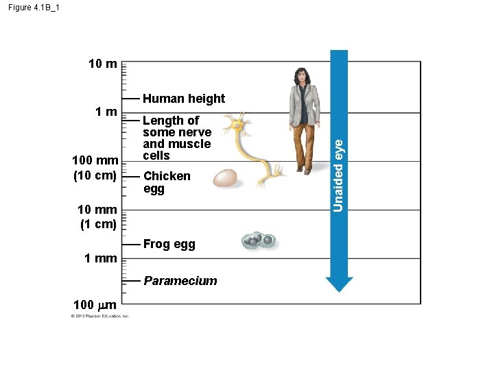 Figure 4. 1 B_1 10 m 100 mm (10 cm) Length of some nerve