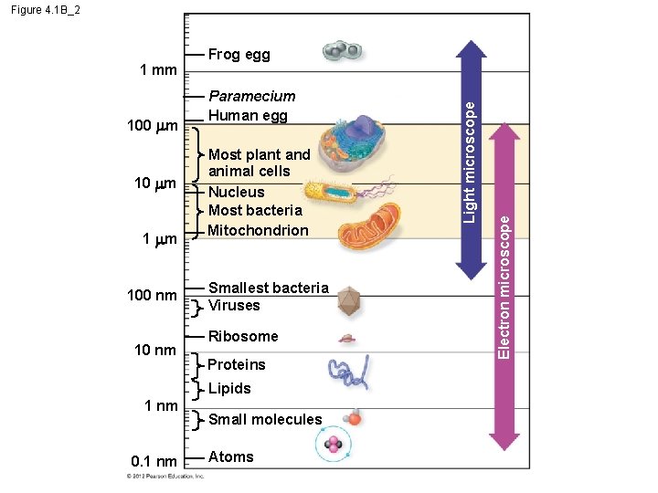 Figure 4. 1 B_2 10 m 100 nm 10 nm Most plant and animal