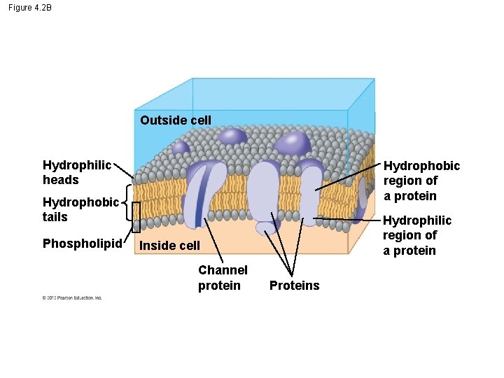 Figure 4. 2 B Outside cell Hydrophilic heads Hydrophobic region of a protein Hydrophobic