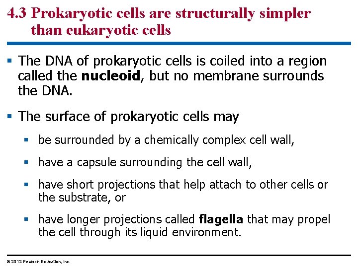 4. 3 Prokaryotic cells are structurally simpler than eukaryotic cells § The DNA of