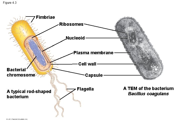 Figure 4. 3 Fimbriae Ribosomes Nucleoid Plasma membrane Cell wall Bacterial chromosome A typical