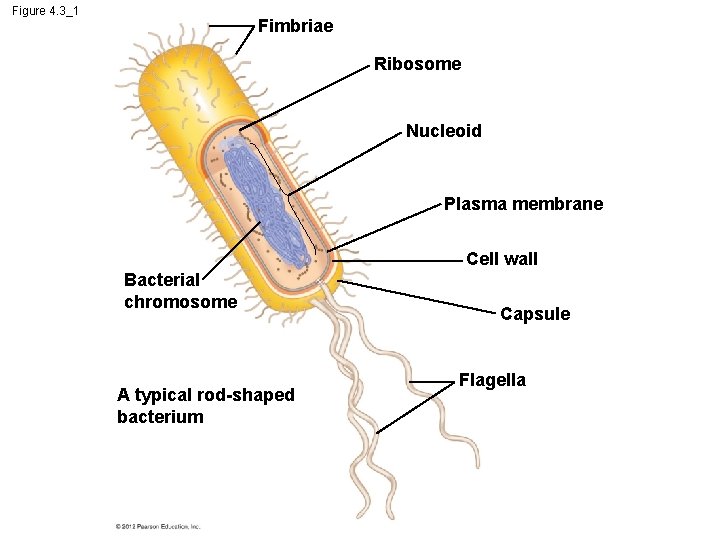 Figure 4. 3_1 Fimbriae Ribosome Nucleoid Plasma membrane Cell wall Bacterial chromosome A typical