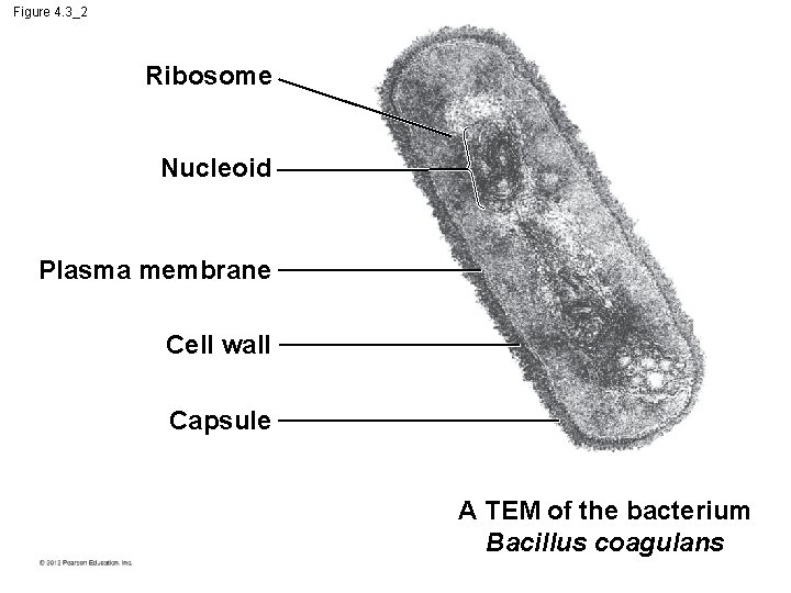 Figure 4. 3_2 Ribosome Nucleoid Plasma membrane Cell wall Capsule A TEM of the