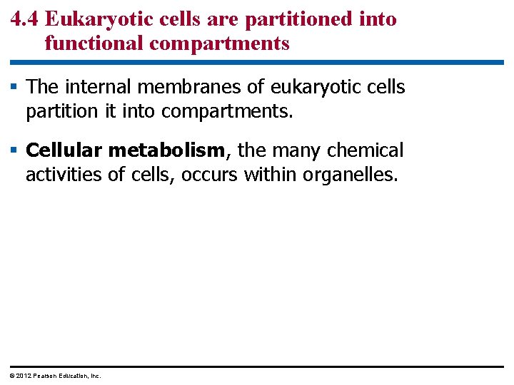 4. 4 Eukaryotic cells are partitioned into functional compartments § The internal membranes of