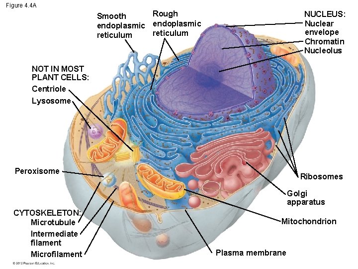 Figure 4. 4 A Rough Smooth endoplasmic reticulum NUCLEUS: Nuclear envelope Chromatin Nucleolus NOT