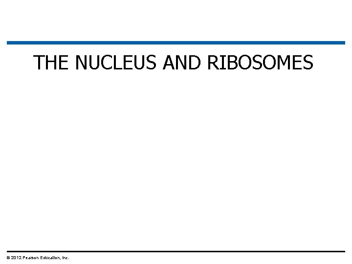 THE NUCLEUS AND RIBOSOMES © 2012 Pearson Education, Inc. 