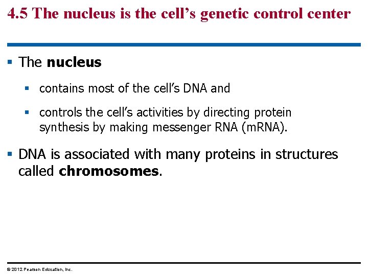 4. 5 The nucleus is the cell’s genetic control center § The nucleus §