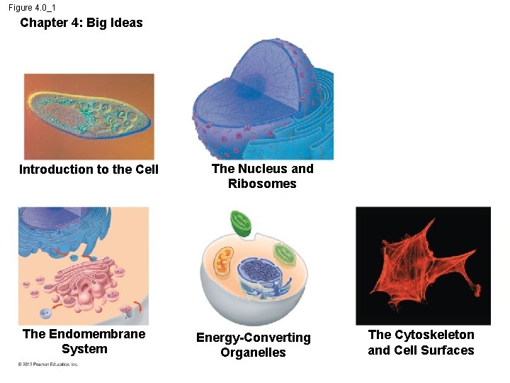 Figure 4. 0_1 Chapter 4: Big Ideas Introduction to the Cell The Endomembrane System