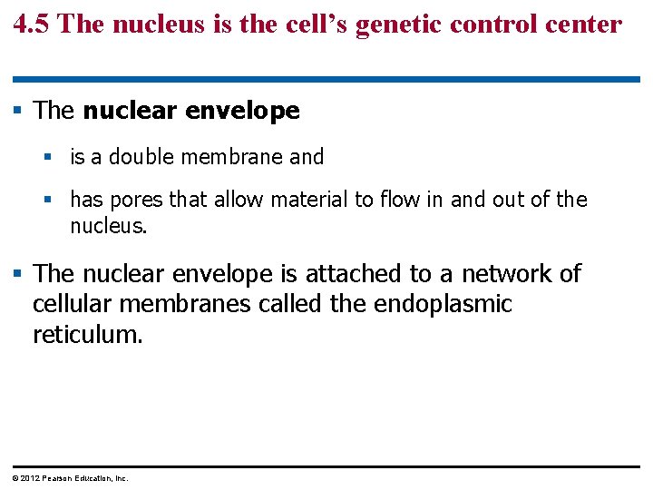 4. 5 The nucleus is the cell’s genetic control center § The nuclear envelope
