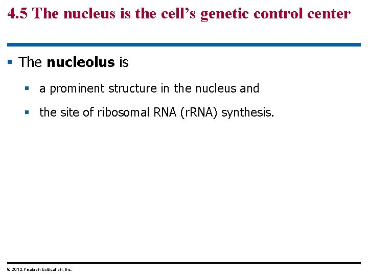4. 5 The nucleus is the cell’s genetic control center § The nucleolus is
