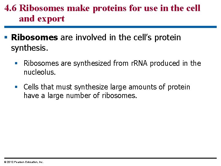 4. 6 Ribosomes make proteins for use in the cell and export § Ribosomes