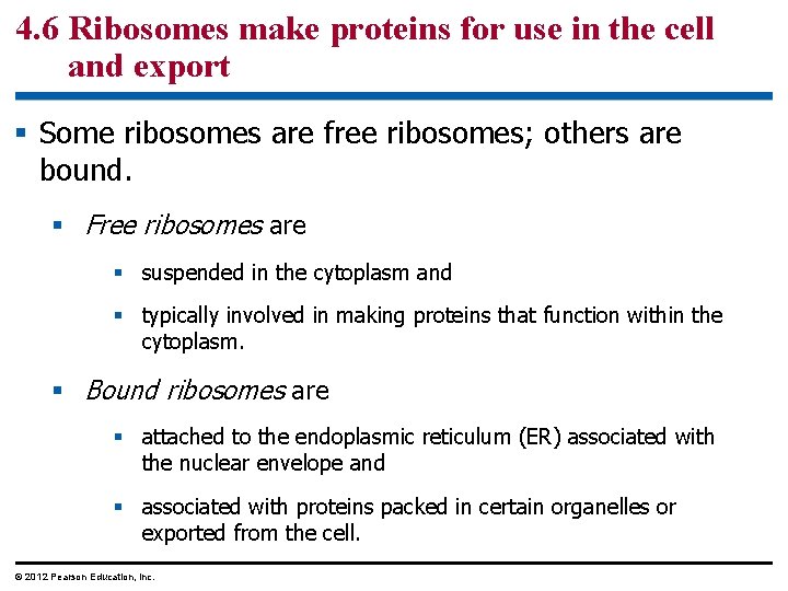 4. 6 Ribosomes make proteins for use in the cell and export § Some