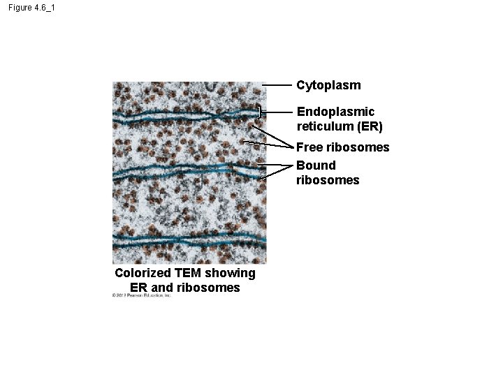 Figure 4. 6_1 Cytoplasm Endoplasmic reticulum (ER) Free ribosomes Bound ribosomes Colorized TEM showing