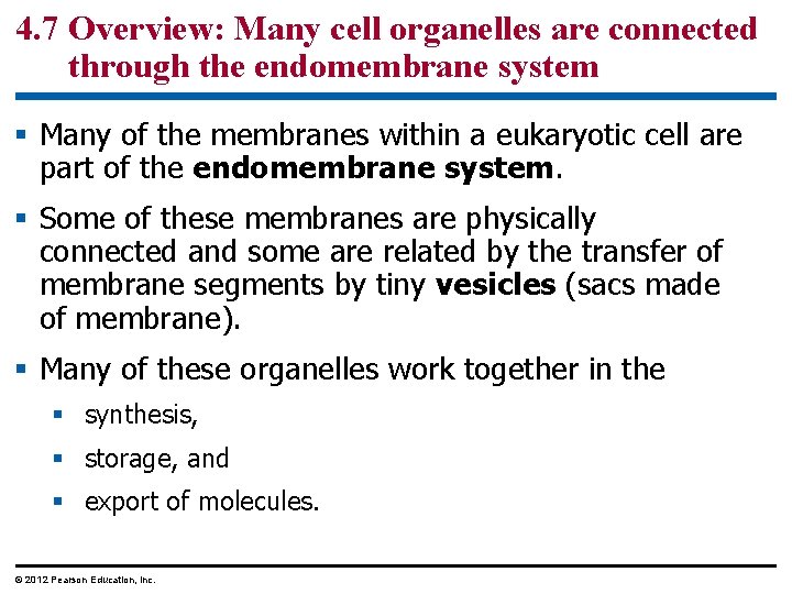 4. 7 Overview: Many cell organelles are connected through the endomembrane system § Many