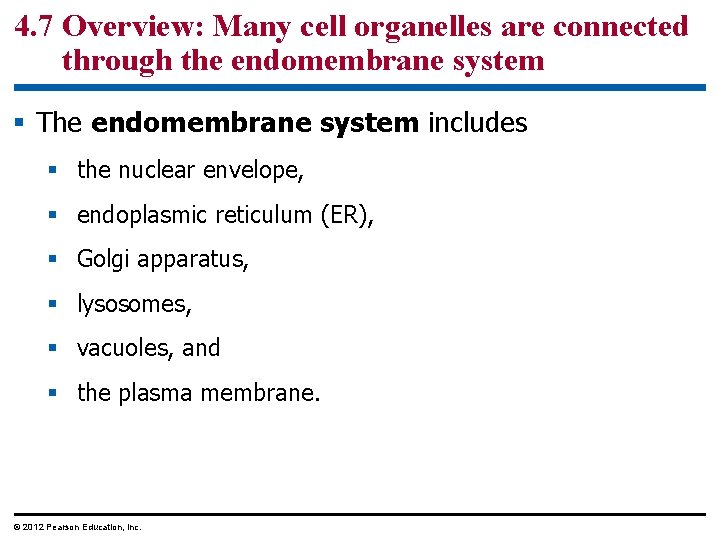 4. 7 Overview: Many cell organelles are connected through the endomembrane system § The