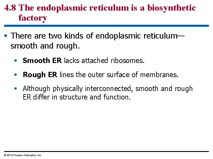 4. 8 The endoplasmic reticulum is a biosynthetic factory § There are two kinds
