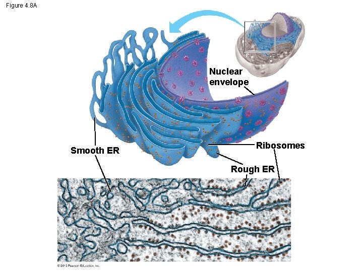 Figure 4. 8 A Nuclear envelope Smooth ER Ribosomes Rough ER 
